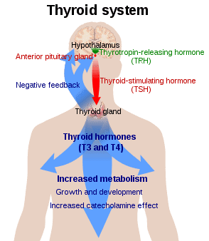 thyroid, hypothyroidism, fatigue, hashimotos
