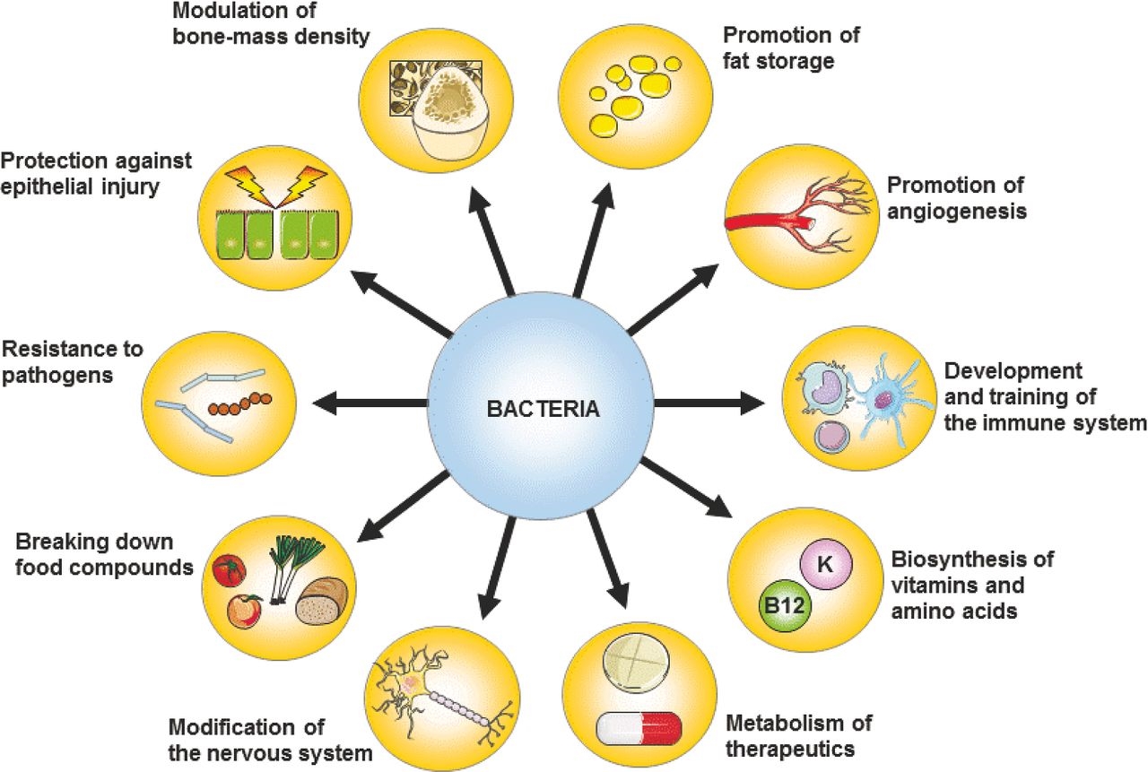 MS and gut bacteria